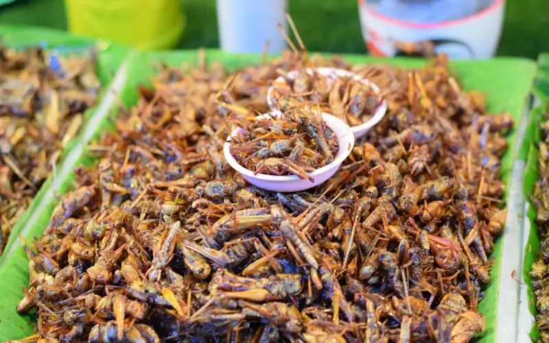 Les produits à base d'insectes: la commission européenne a approuvé son utilisation