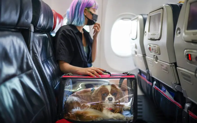 Modalités administratives de votre animal pour voyager en avion avec un animal