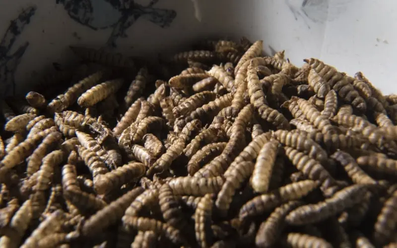 Le Qatar interdit les produits à base d'insectes