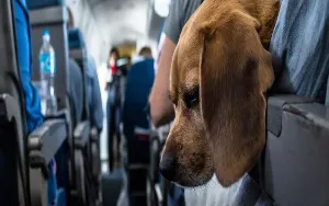 Voyager avec son animal en avion