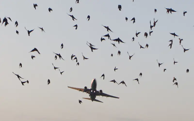 Atterrissage d'un avion : une dangereuse collision d’un aéronef avec une nuée oiseau