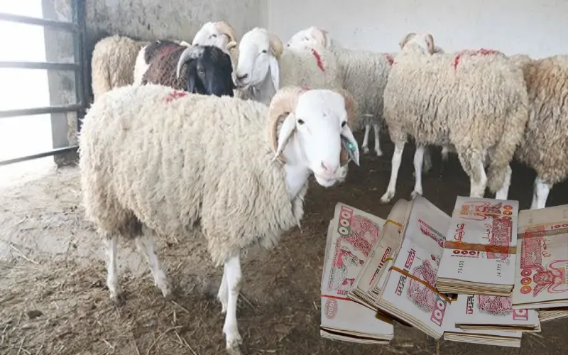 Aïd el adha 2023: Des moutons jusqu'à plus de 30 millions de centimes en Algérie