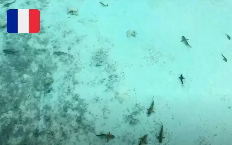 Vidéo: un requin près d'une plage signalé en France